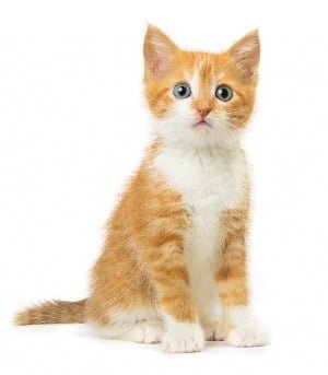 What’s The Best Image Format for Web? A small kitten - occupying disk space.