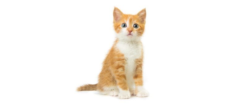 Wide format kitten