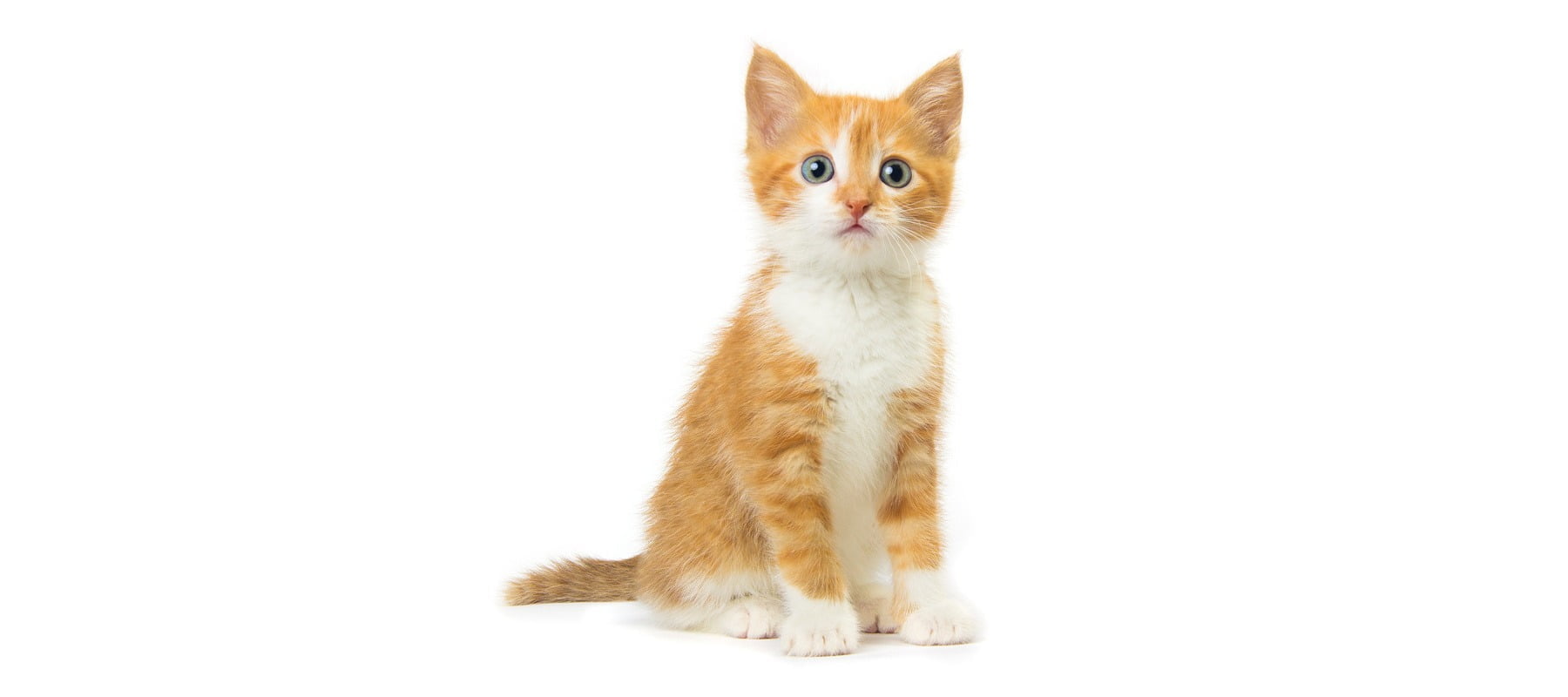 Wide format kitten