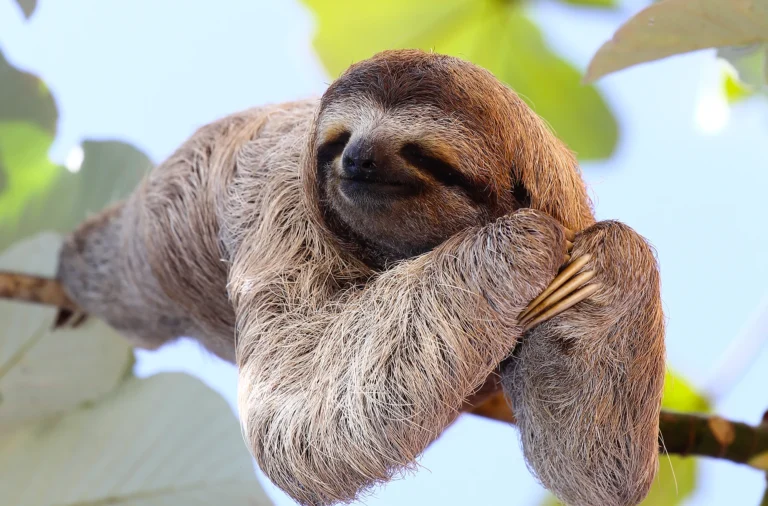 A lazy sloth - image lazily loaded