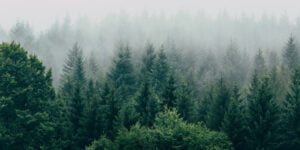How green is the internet - A Forest