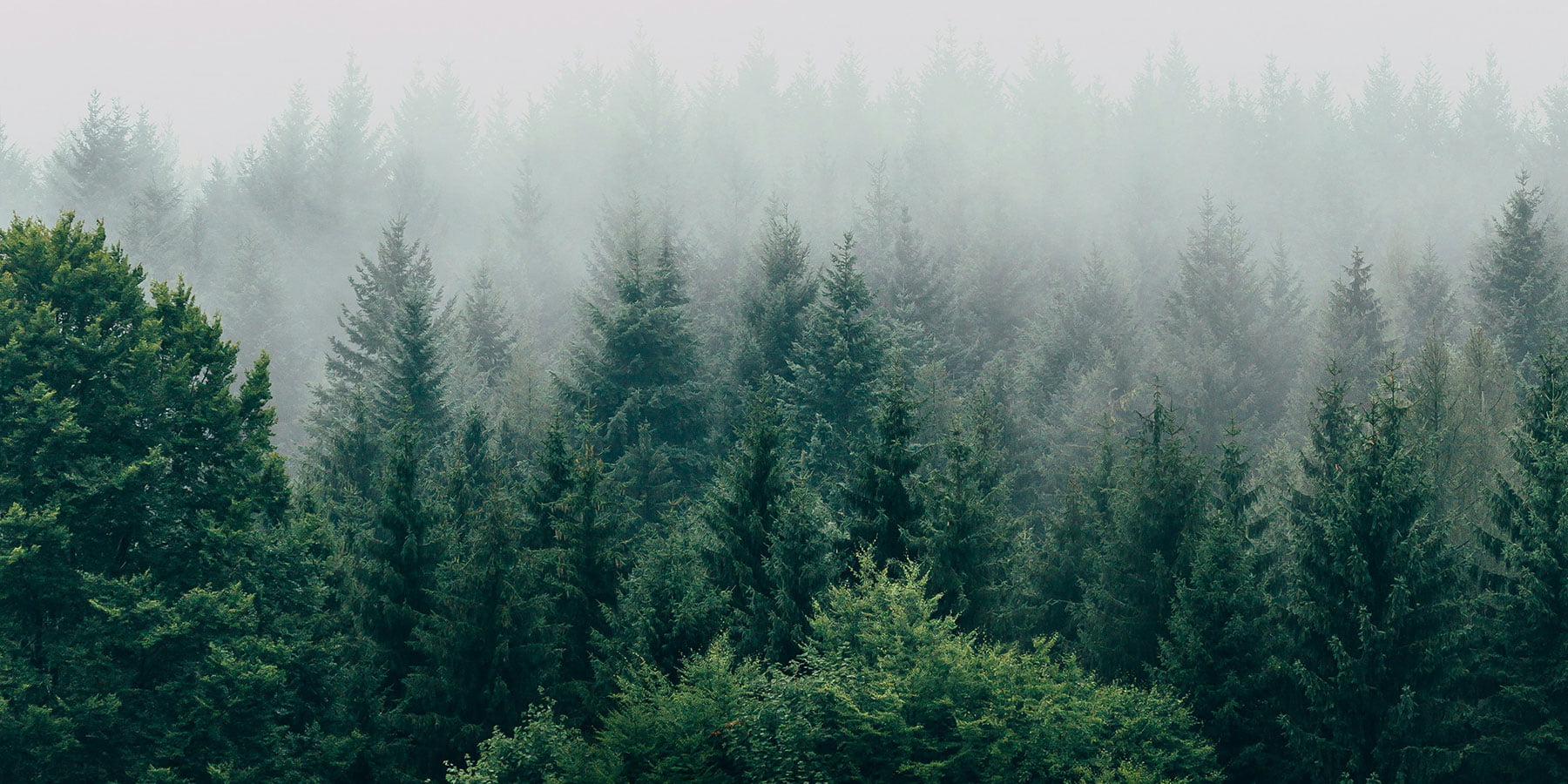 Sustainable web hosting is not enough - the world needs trees, lots of trees