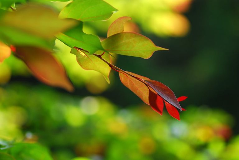 Leafy background