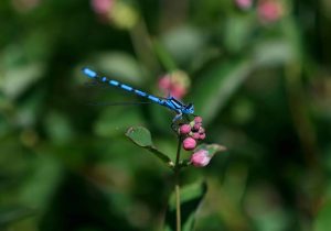 A dragonfly