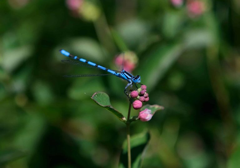 A dragonfly