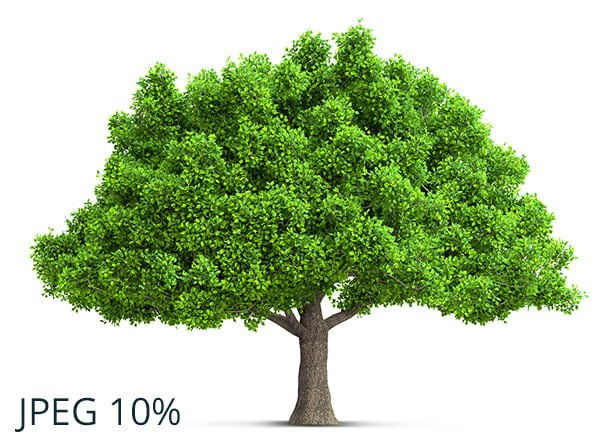 A lossless WebP image of a tree - takes 283KB on disk