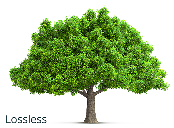 A lossless WebP image of a tree - takes 283KB on disk