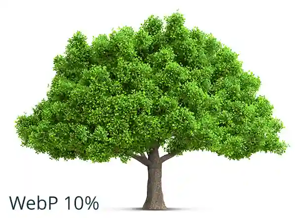 A lossless WebP image of a tree - takes 283KB on disk