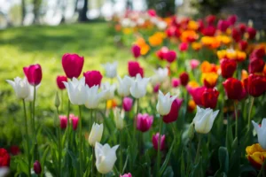 Springtime tulips.