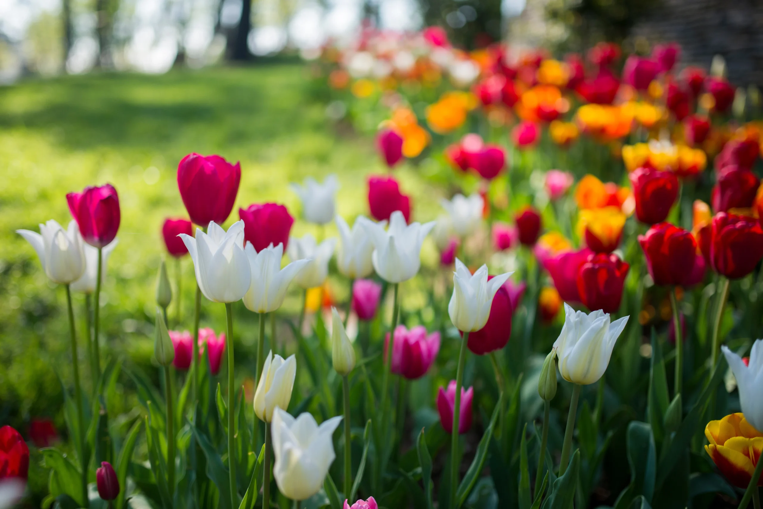 Springtime tulips.