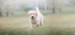 golden retriever puppy playing in the park
