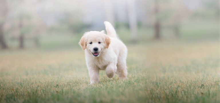 golden retriever puppy playing in the park