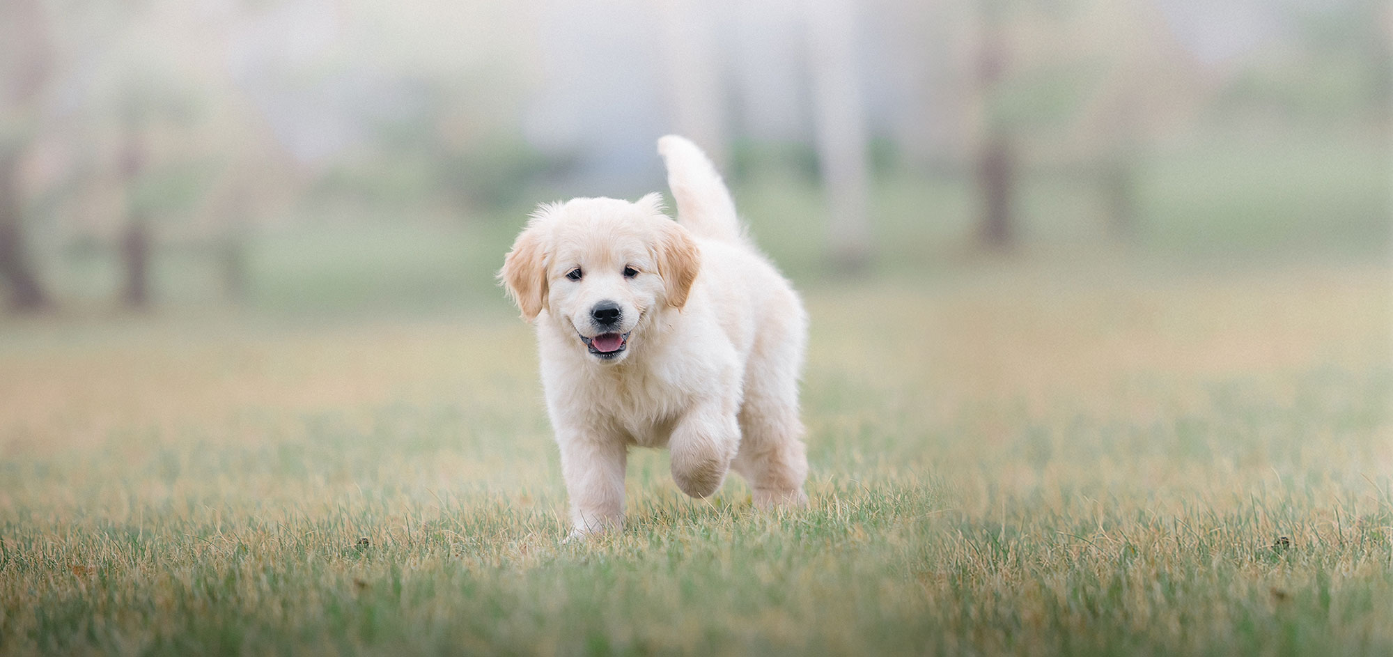golden retriever puppy playing in the park