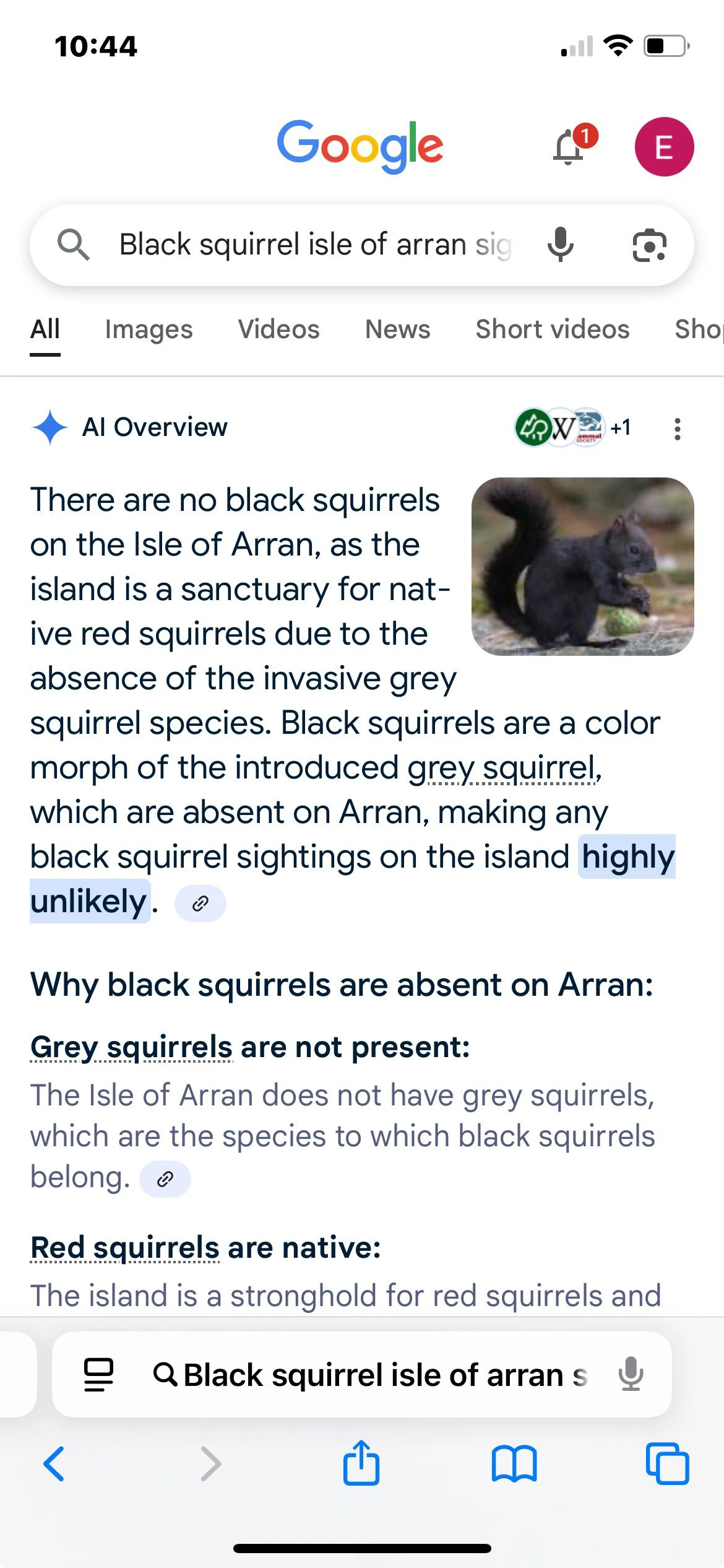 black squirell 1