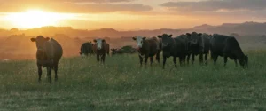 Well kept cows in a field
