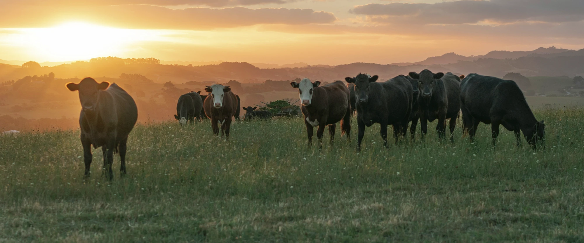 London Wagyu Company